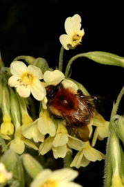 Hohe Schlsselblume (Primula elatior) mit Ackerhummel
