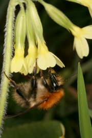 Hohe Schlsselblume (Primula elatior) mit Knigin der Ackerhummel