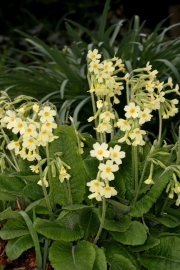 Hohe Schlsselblume (Primula elatior)