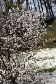Schwarzdorn (Prunus spinosa)