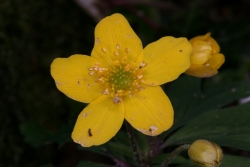 Gelbes Windrschen (Anemone ranunculoides)