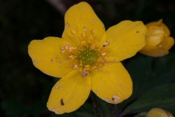 Gelbes Windrschen (Anemone ranunculoides)