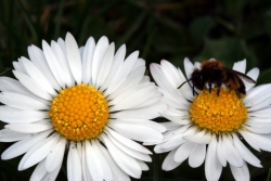 Gnseblmchen (Bellis perennis)