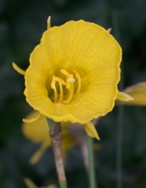 Reifrock-Narzisse (Narcissus bulbocodium) 