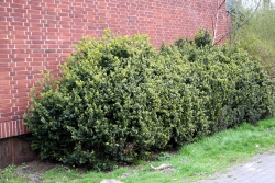 Gewhnlicher Buchsbaum (Buxus sempervirens)