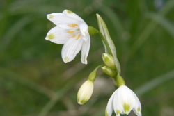 Sommer-Knotenblume (Leucojum aestivum)