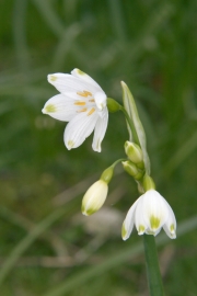 Sommer-Knotenblume (Leucojum aestivum)