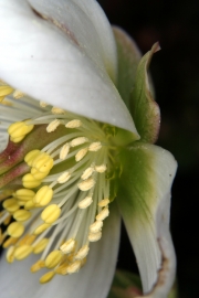 Schwarzer Nieswurz (Helleborus niger) - Blte mit Honigblttern