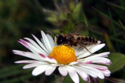 Gnseblmchen (Bellis perennis)