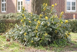 Mahonie (Mahonia aquifolium) 