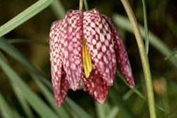 Schachblume (Fritillaria meleagris)