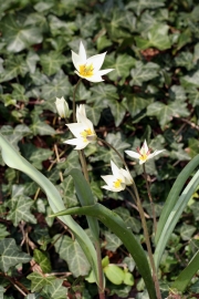 Tulpe (Tulipa turkestanica)