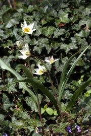 Tulpe (Tulipa turkestanica)