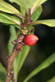 Seidelbast (Daphne mezereum) - Frucht