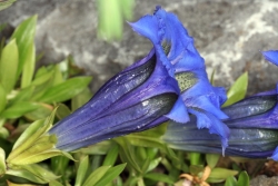 schmalblttriger Enzian (Gentiana angustifolia) 
