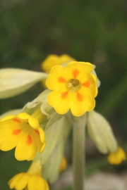 Echte Schlsselblume (Primula veris) 
