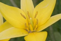 Zwergtulpe (Tulipa urumiensis)