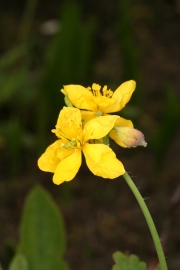 Schllkraut (Chelidonium majus)