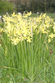 Engelstrnen-Narzisse (Narcissus triandrus) 