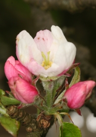 Apfel (Malus domestica) 