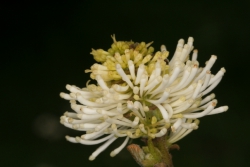 Erlenblttriger Federbuschstrauch (Fothergilla gardenii)