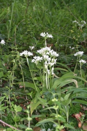 Brlauch (Allium ursinum)