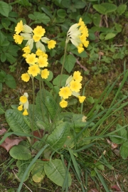 Echte Schlsselblume (Primula veris) 