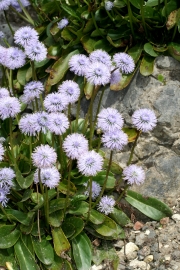 Schaft-Kugelblume (Globularia nudicaulis)