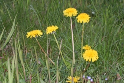 Gewhnlicher Lwenzahn (Taraxacum officinalis)