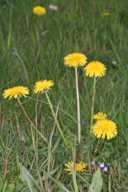 Gewhnlicher Lwenzahn (Taraxacum officinalis)