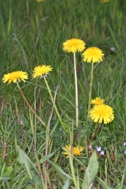 Gewhnlicher Lwenzahn (Taraxacum officinalis)