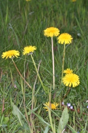 Gewhnlicher Lwenzahn (Taraxacum officinalis)