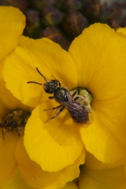 Goldlack (Erysimum cheiri) mit Wildbiene 
