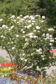 Koreanischer Schneeball (Viburnum carlesii) - Strauch