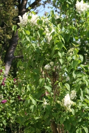Flieder (Syringa vulgaris)