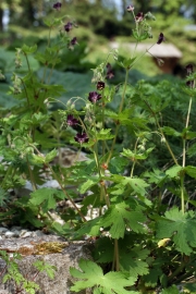 Brauner Storchschnabel (Geranium phaeum)
