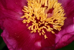 Pfingstrose (Paeonia officinalis)
