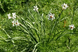 Narzisse (Narcissus spec.)