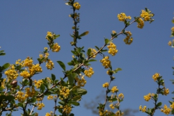 Gewhnliche Berberitze (Berberis vulgaris)