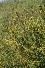 Gewhnliche Berberitze (Berberis vulgaris)