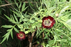Delavays Strauch-Pfingstrose (Paeonia delavayi)