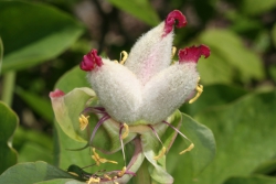 Pfingstrose (Paeonia officinalis)