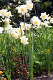 Narzisse (Narcissus spec.)