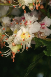 Rosskastanie (Aesculus hippocastanum)