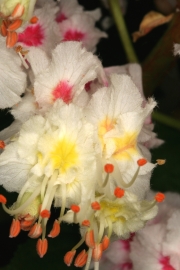 Rosskastanie (Aesculus hippocastanum)