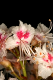 Rosskastanie (Aesculus hippocastanum) - Blte