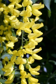 Gewhnlicher Goldregen (Laburnum anagyroides)