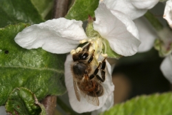 Apfel (Malus domestica) mit Honigbiene