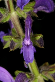 Wiesensalbei (Salvia pratensis)