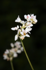 Buchweizen (Fagopyrum esculentum)